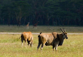 Elan du Cap, Taurotragus oryx, pique-bœuf à bec rouge, Buphagus erythrorhynchus, Afrique de l'Est