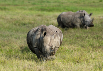Obraz premium rhinoceros blanc, Ceratotherium simum, parc national du lac Nakuru, vallée du Rift, Kenya