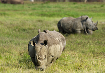 Obraz premium rhinoceros blanc, Ceratotherium simum, parc national du lac Nakuru, vallée du Rift, Kenya