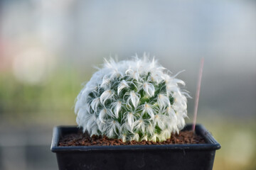 Variety of green cactus plants in pots. Cactus farming as a hobby concept. Small cactus collection succulent plant in mini pots, selective focus. Mini cactus in pot concept