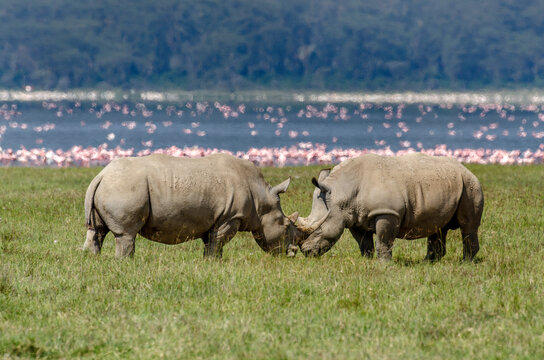 rhinoceros blanc, Ceratotherium simum, parc national du lac Nakuru, vall&eacute;e du Rift,  Kenya