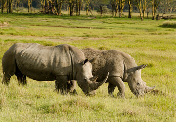 rhinoceros blanc, Ceratotherium simum, parc national du lac Nakuru, vallée du Rift,  Kenya