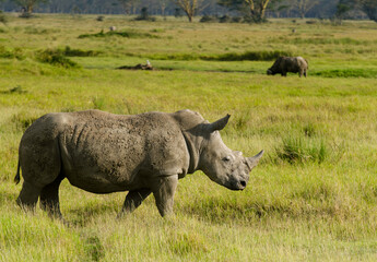 rhinoceros blanc, Ceratotherium simum, parc national du lac Nakuru, vallée du Rift,  Kenya © JAG IMAGES