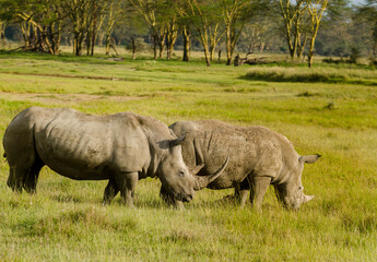 rhinoceros blanc, Ceratotherium simum, parc national du lac Nakuru, vallée du Rift,  Kenya