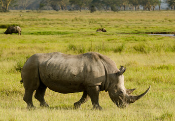 Obraz premium rhinoceros blanc, Ceratotherium simum, parc national du lac Nakuru, vallée du Rift, Kenya