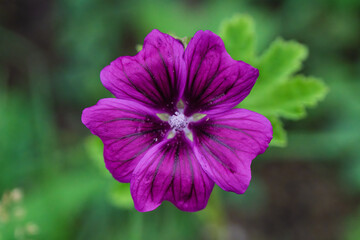 A Vibrant Purple Flower Nestled in Natures Embrace Amidst the Beauty of the Outdoors