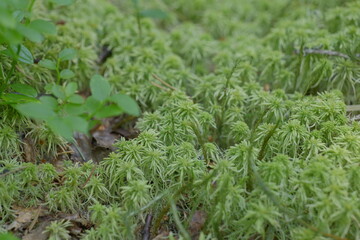 green moss on the ground