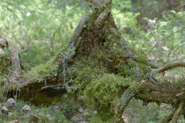 tree trunk in the forest