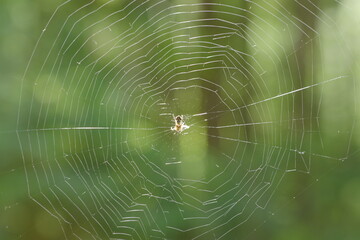 spider on web