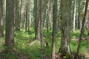 trees in the forest