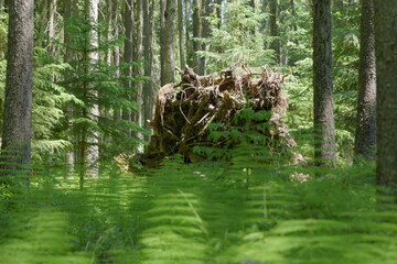 tree roots