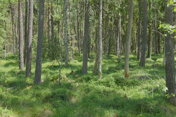 trees in the forest