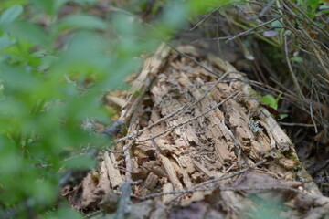 rotten tree trunk