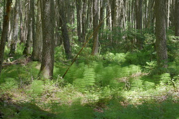 trees in the forest