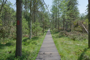 path in the woods
