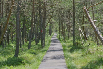 path in the forest