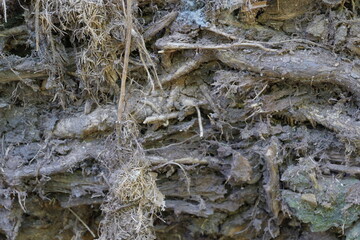 tree roots