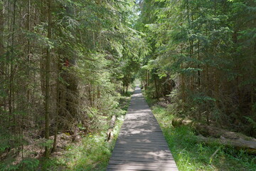 path in the forest