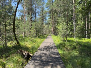 path in the woods