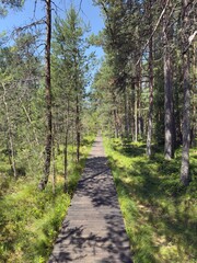 path in the woods