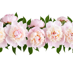 Fototapeta premium Seamless Border of Blooming Peonies, isolated on a transparent background.