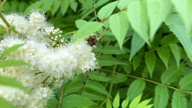 a bumblebee collects pollen on a flower
