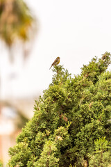 Serinus canaria pertenece a la familia de Fringillidae.