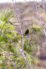 Turdus merula pertenece a la familia Turdidae.