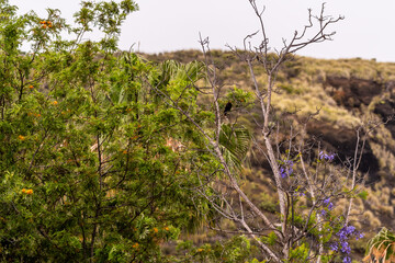 Turdus merula pertenece a la familia Turdidae.