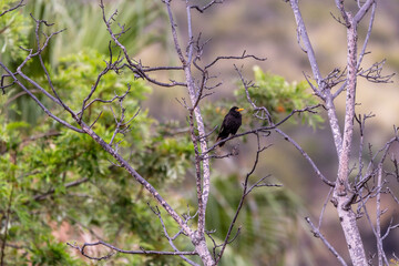 Turdus merula pertenece a la familia Turdidae.