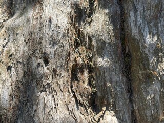 Wooden tree cracked bark trunk background.