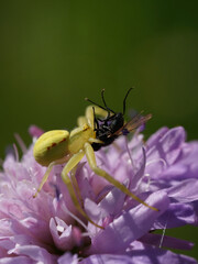 Krabbenspinne