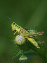 Grashüpfer