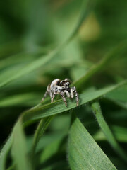 Zebraspringspinne