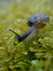 Schnecke auf Moos