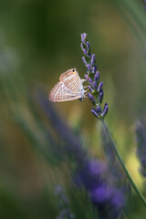 butterfly on lavender flower in nature, closeup of photo