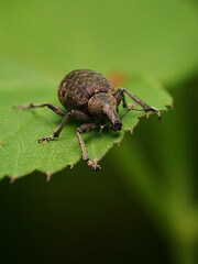 Rüsselkäfer