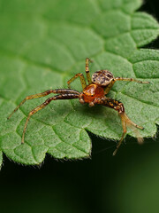 Krabbenspinne