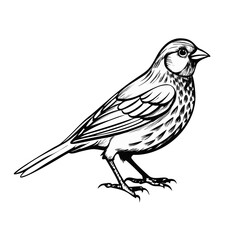 vector illustration of a bird
