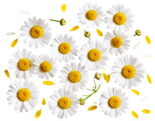 Flat Lay Arrangement of Daisy Flowers with Petals and Buds, isolated on a transparent background.