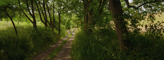 Im kühlen Grund des Waldes , Wanderweg bei großer Hitze angenehm