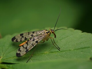 Skorpionsfliege