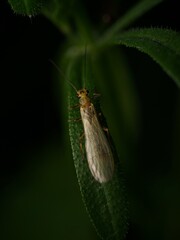 Fliege