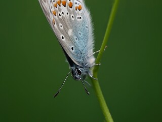 Bläuling