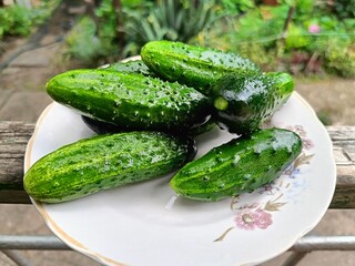 only picked cucumbers on the plate