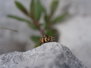 V-Fleck-Springspinne