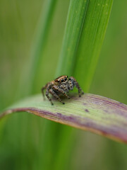 Springspinne
