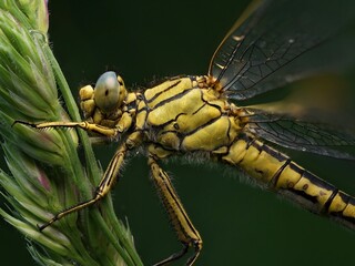 Libelle