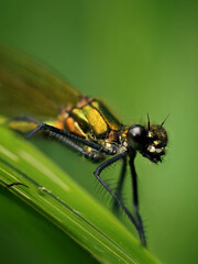 Libelle