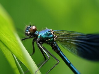Libelle